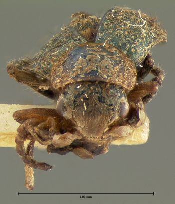 Media type: image;   Entomology 3452 Aspect: head frontal view